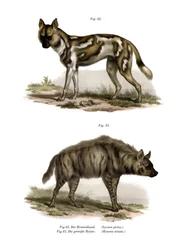 Afrikanischer Wildhund, 1860